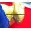 กุมารทอง หลวงปู่แย้ม วัดสามง่าม จ.นครปฐม (น้องทรัพย์บริบูรณ์) เนื้อดิน สีทองฐานแดง พิมพ์เล็ก ขนาดตั้งบูชาสูง 7นิ้ว กว้าง 3.5นิ้ว รุ่น ย้อนยุคฐาน2 ปี 2553