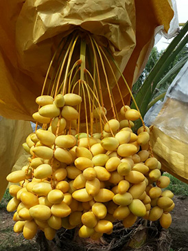 ถุงห่ออินทผลัม ถุงห่อจั่นผลอินทผลัม ถุงกระดาษห่ออินทผลัม ใช้ห่อผลไม้ขนาดใหญ่ เป็นเครือ อาทิ อินทผลัมกลาง กล้วยหอม ขนุน เพื่อป้องกันโรค แมลง และทำให้ผิวสวย