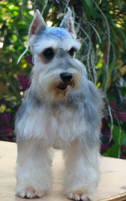 วิคกี้ (Miniature Schnauzer)