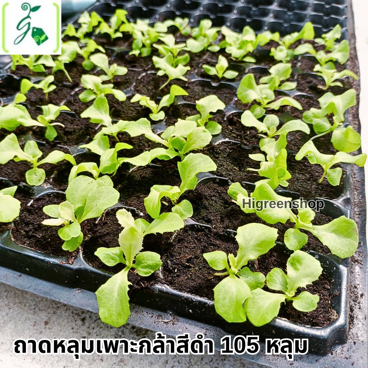 ถาดหลุมเพาะกล้าสีดำ 105 หลุม