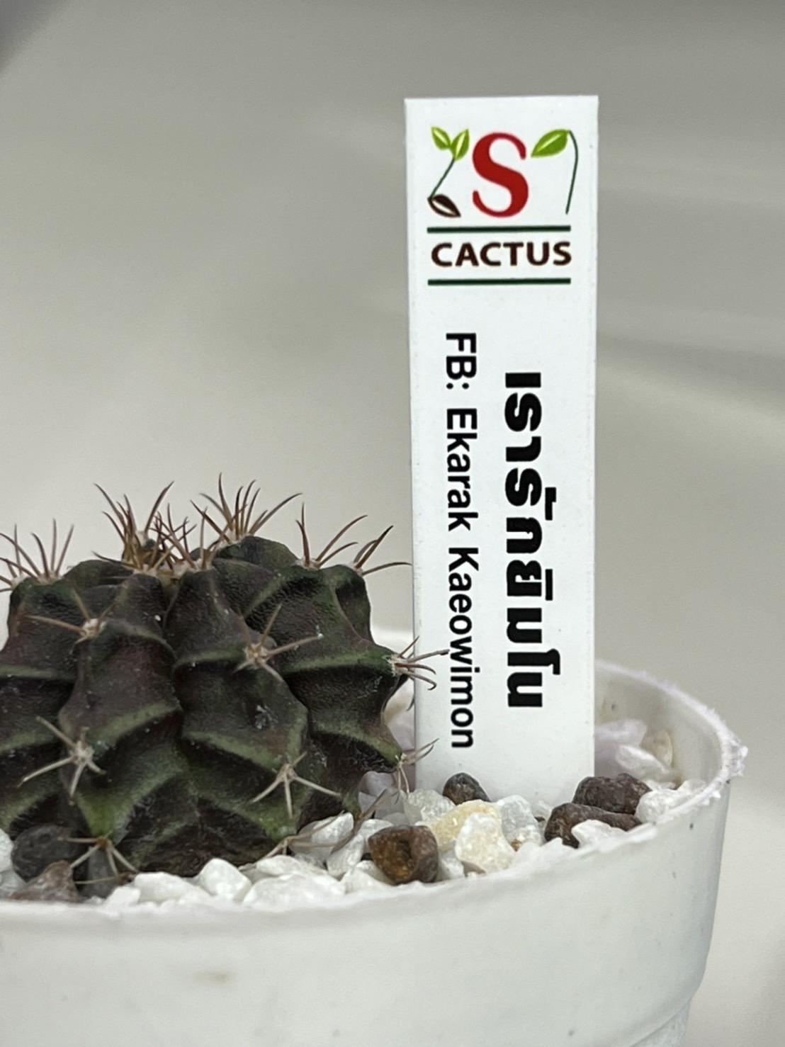 ป้าย Tag แท็กพลาสติกปักต้นไม้