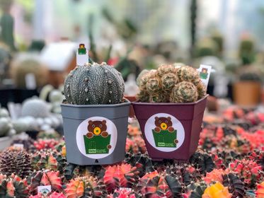 ป้าย Tag แท็กพลาสติกปักต้นไม้