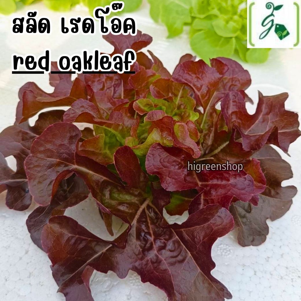 ถุงดำรองลังกล่องโฟม ถุงดำรองลังกุ้ง ขนาด 30 x 5 x 23 นิ้ว หนา 0.10 ไมครอน