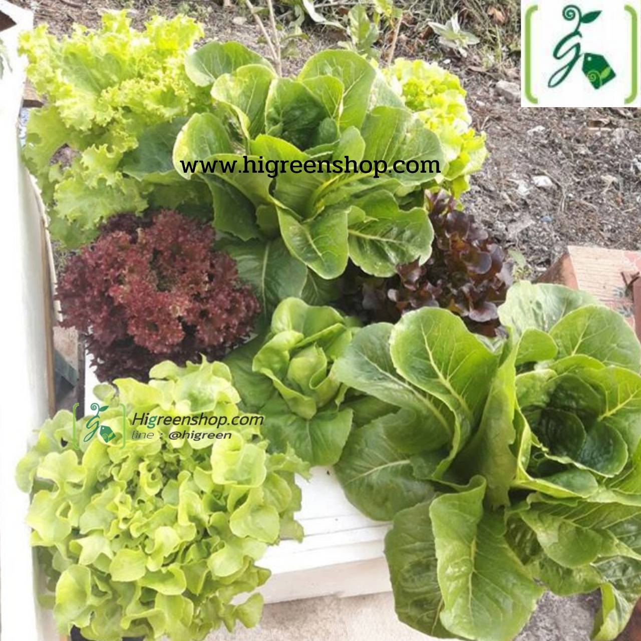 ชุดคิทกล่องโฟม 8 ต้น (น้ำนิ่ง)