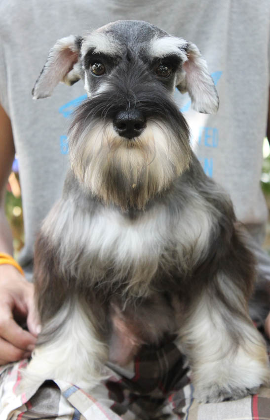 ซานต้า (Miniature Schnauzer)
