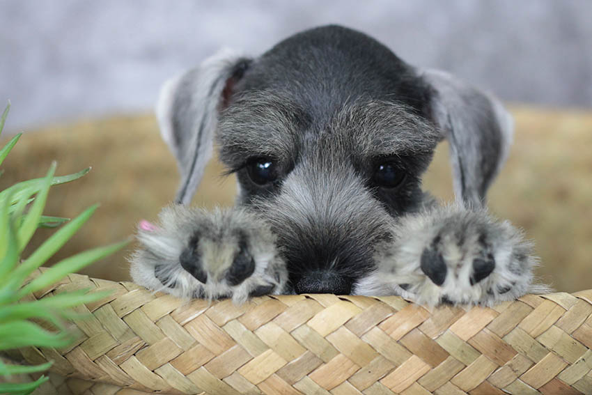 ยูโร (Miniature Schnauzer)