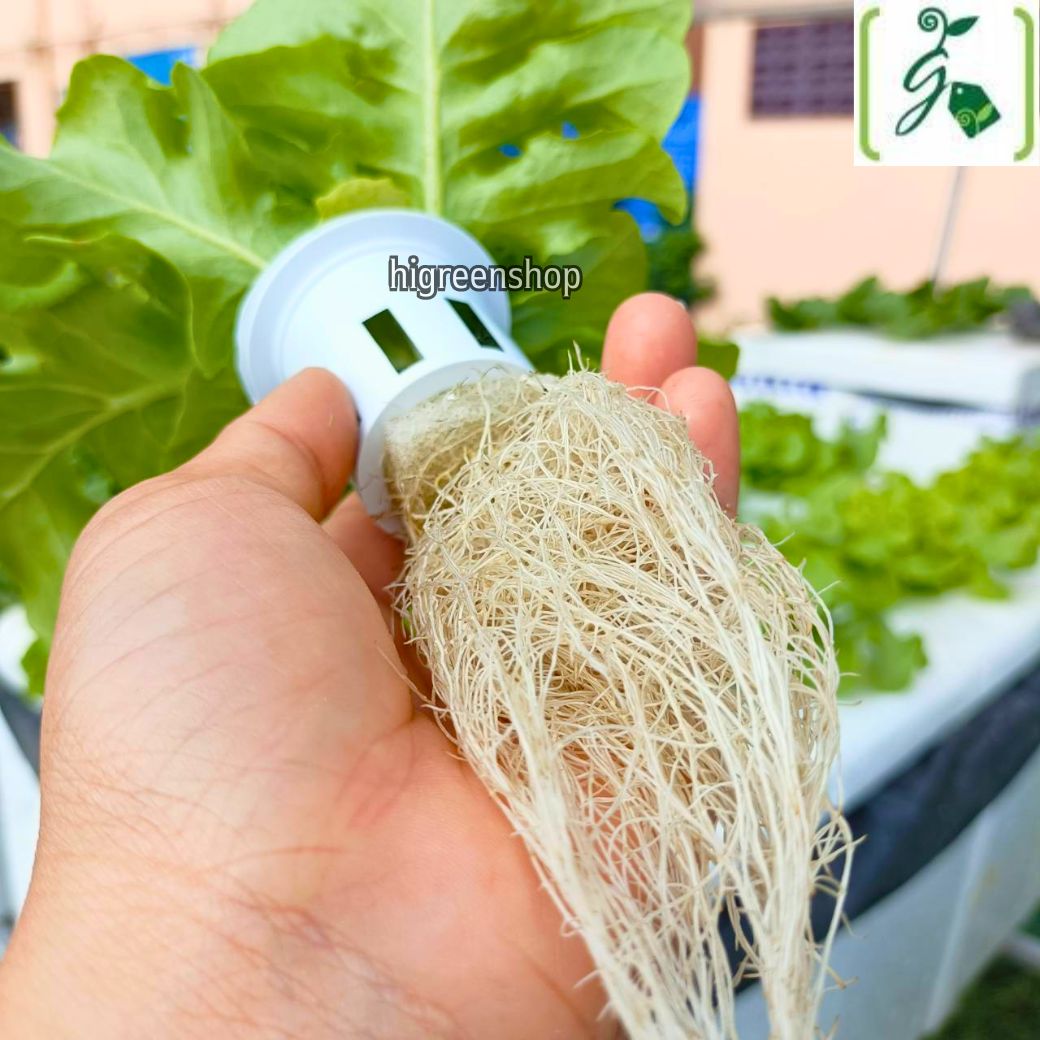 กล่องโฟมมือ 1 กล่องเปล่า กล่องกุ้ง กล่องปลูกผักไฮโดรโปนิกส์ เจาะรูฟรี เจาะรูสลัด 5 / 6 / 8 ต้น หรือผักไทย 15 ต้น เลือกได้ / เซต 10 ลัง