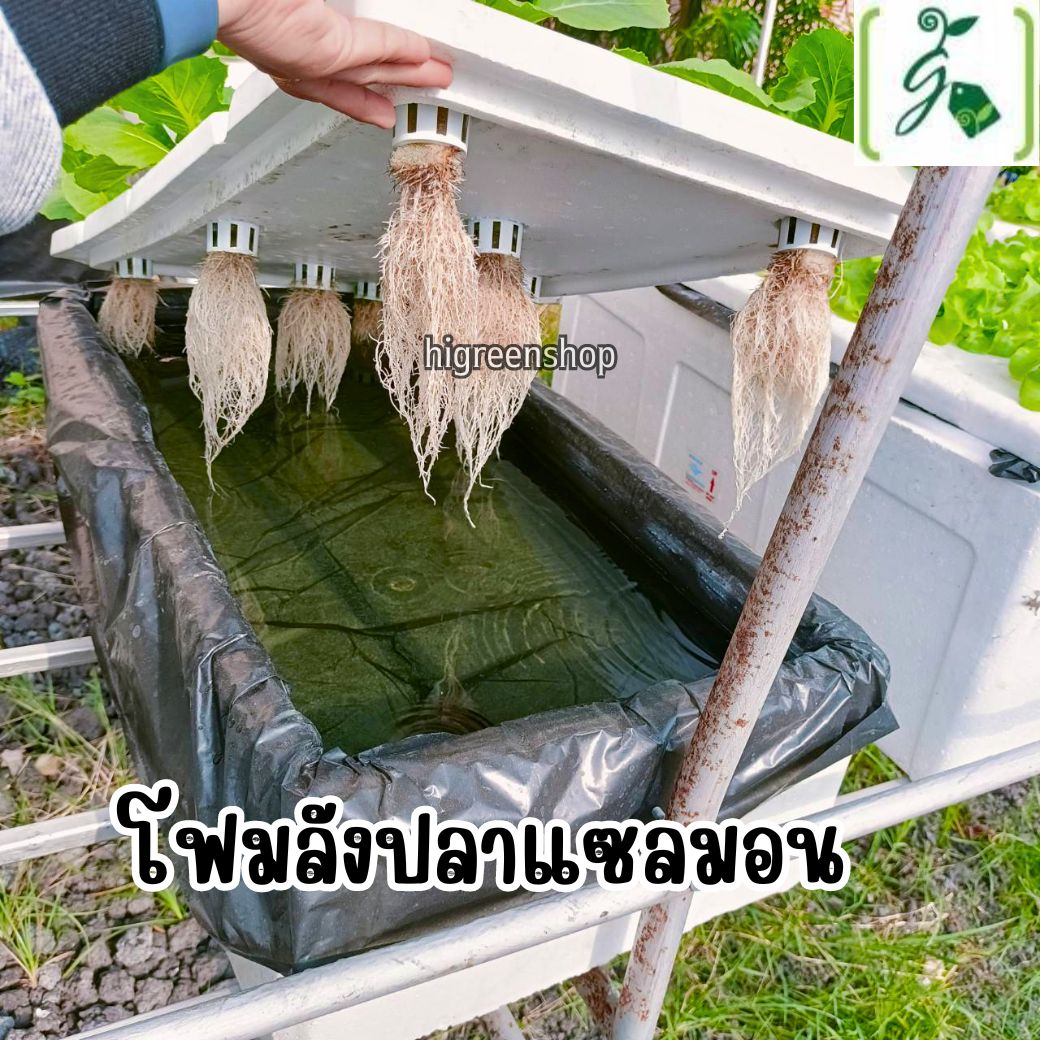 ถุงดำรองลังกล่องโฟม ถุงดำรองลังปลา ขนาด 35 x 5 x 20 นิ้ว หนา 0.10 ไมครอน