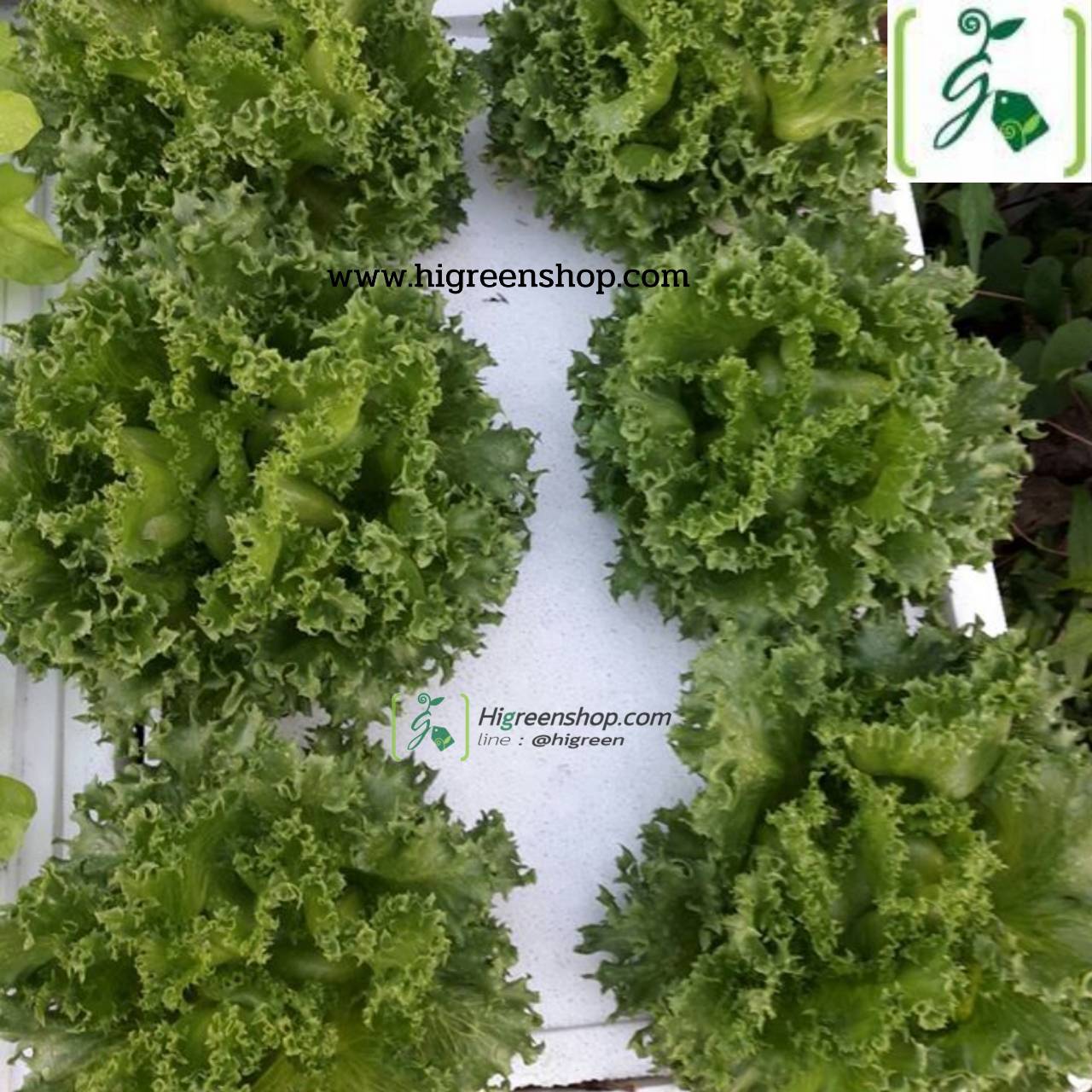 กล่องโฟมมือ 2 กล่องเปล่า กล่องปลา (สูง 35 cm.) กล่องปลูกผักไฮโดรโปนิกส์ เจาะรูฟรี + แถมถุงรองลัง เจาะรูสลัด 8 ต้น หรือผักไทย 20 ต้น เลือกได้ เซต 10 ลัง