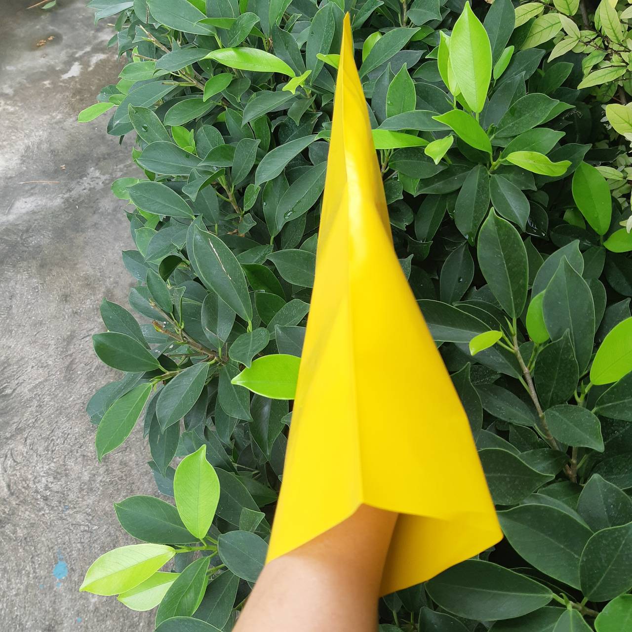 ถุงเหลืองล่อแมลง 50 ใบ