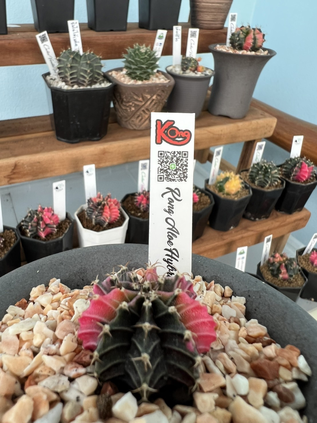 ป้าย Tag แท็กพลาสติกปักต้นไม้