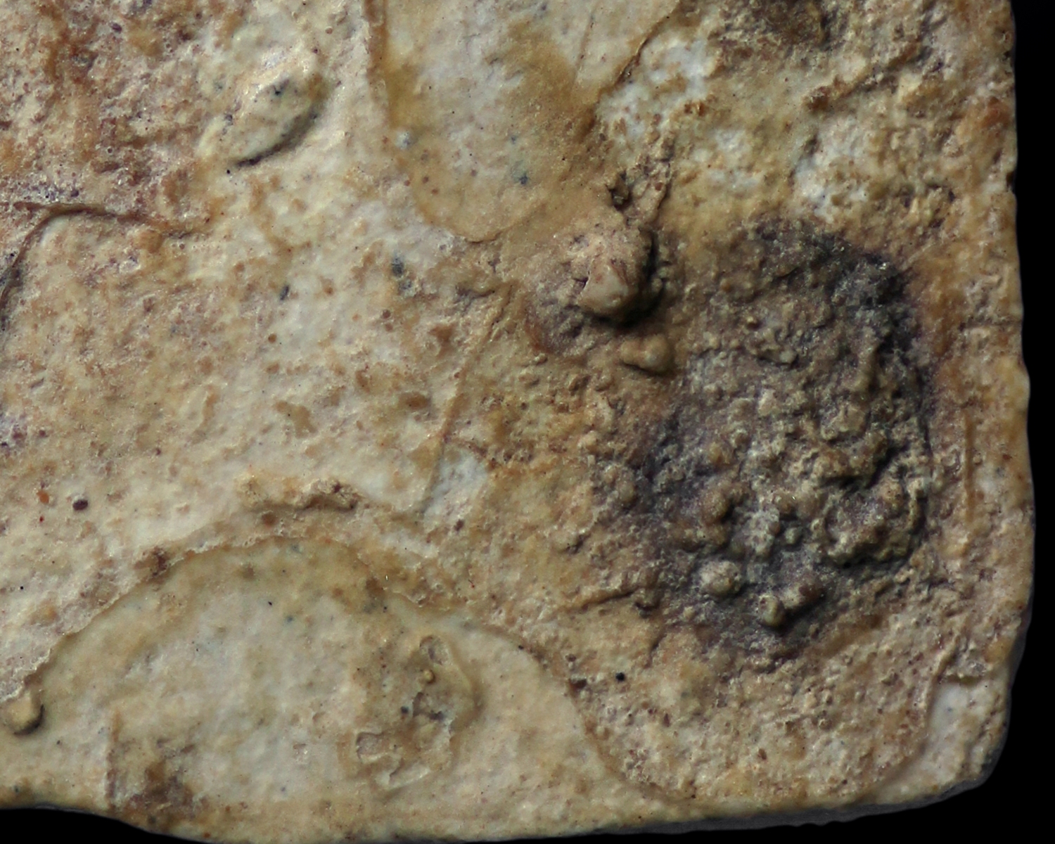 พระสมเด็จปิลันทน์ วัดระฆังโฆสิตาราม พิมพ์ซุ้มประตู เนื้อขาว