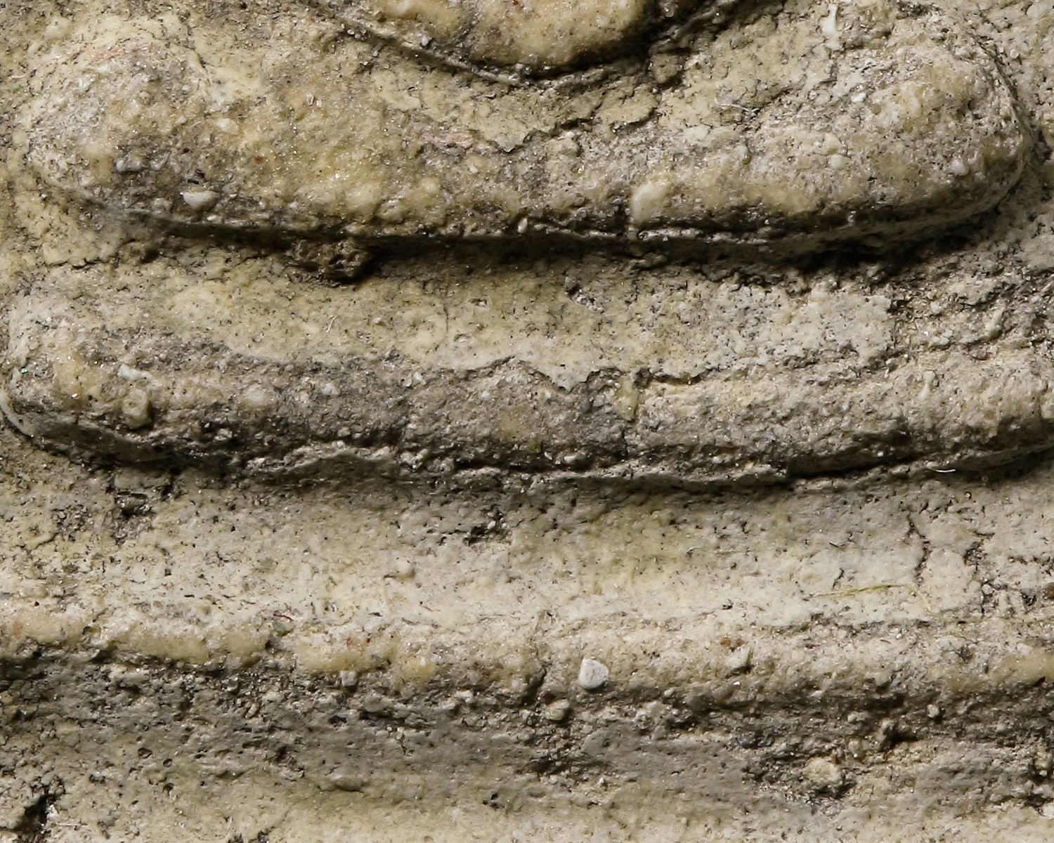 พระสองคลอง พระสมเด็จวัดระฆังโฆสิตาราม พิมพ์ใหญ่ ฝากรุบางขุนพรหม