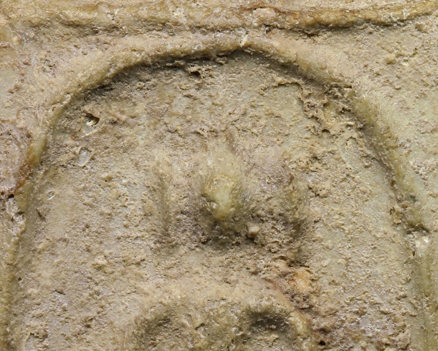 พระสมเด็จบางขุนพรหม พิมพ์สังหาฏิมีหู เนื้อเขียวก้านมะลิ (โชว์พระ)