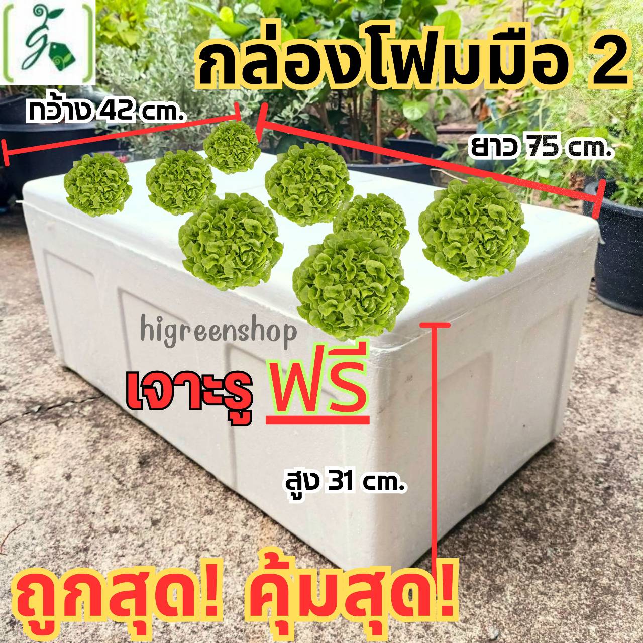 กล่องโฟมมือ 2 กล่องเปล่า กล่องปลา (สูง 31 cm.) กล่องปลูกผักไฮโดรโปนิกส์ เจาะรูฟรี + แถมถุงรองลัง เจาะรูสลัด 8 ต้น หรือผักไทย 24 ต้น เลือกได้ จำนวน 1 ลัง