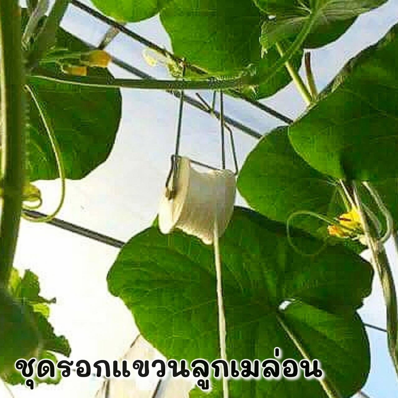 ชุดรอกแขวนเมล่อน จำนวน 2 ชิ้น