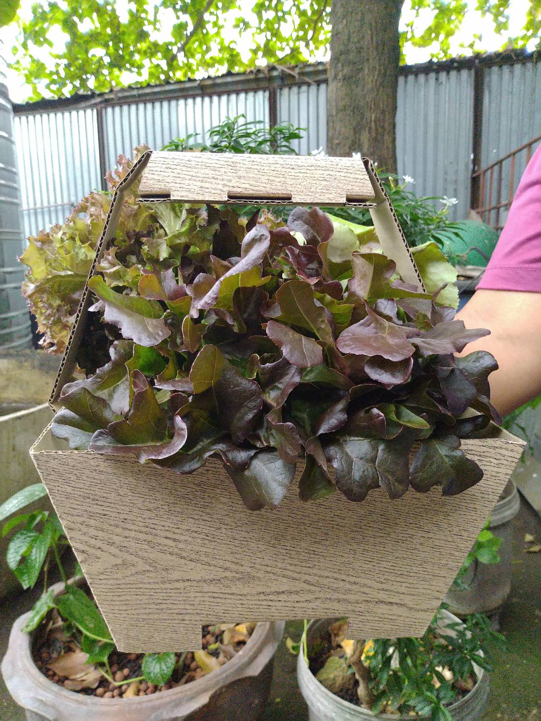 กระเช้าใส่ผักขนาดเล็ก 5 ใบ