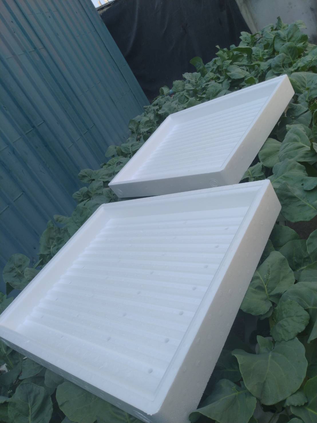 ถาดโฟมเพาะกล้า