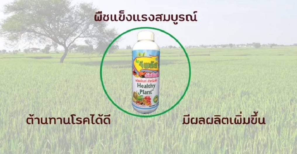 วัคซีนพืช-จีพลัส กระตุ้นภูมิสู้โรคลดตุ้นทุนเพิ่มผลผลิต ขนาด 100 ml.