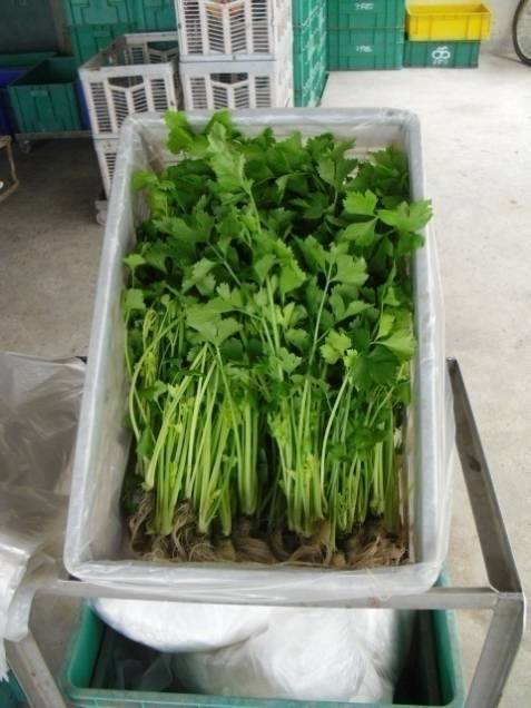 ถุงใส่ผัก เกรดพรีเมี่ยม 3-5 ก.ก. 210 กก.