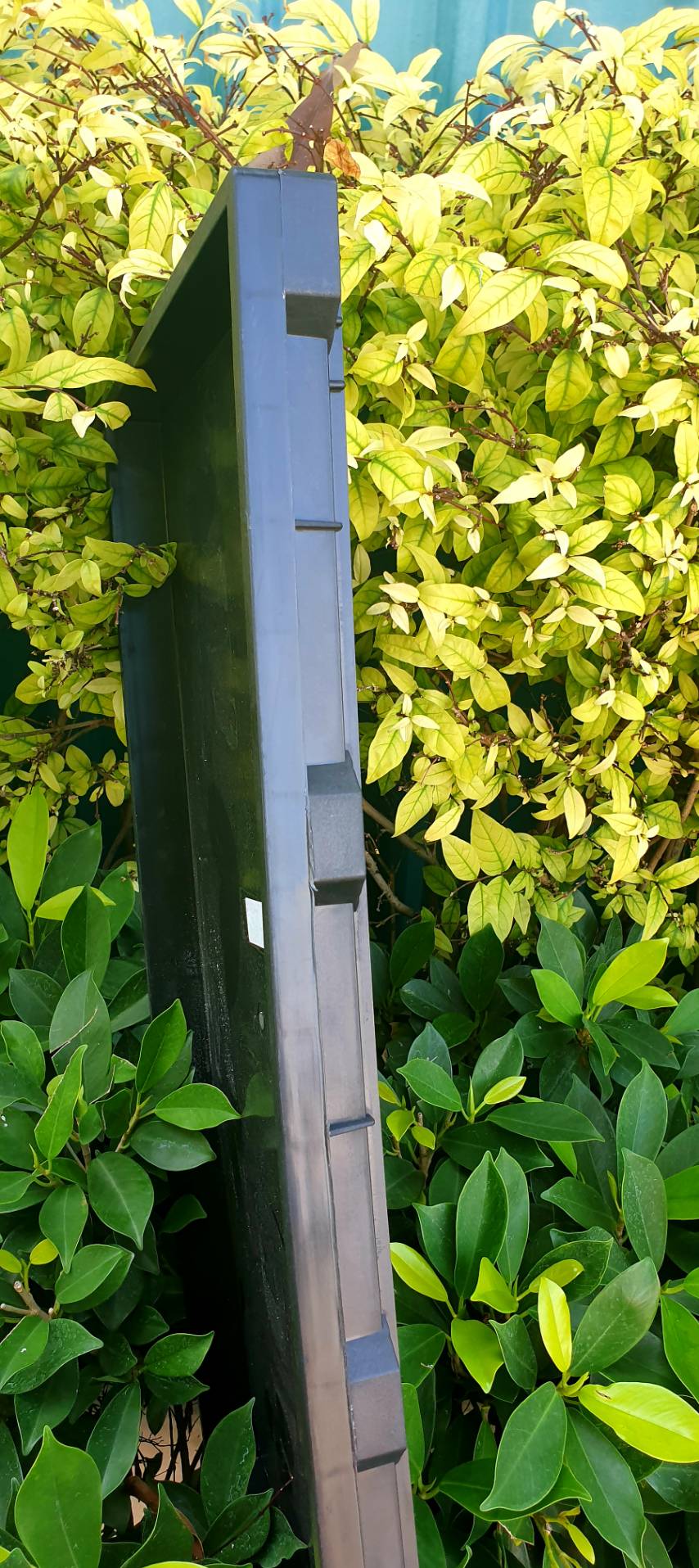 ถาดเพาะต้นอ่อนทานตะวันแบบ ไม่มีรู จำนวน 2 ถาด