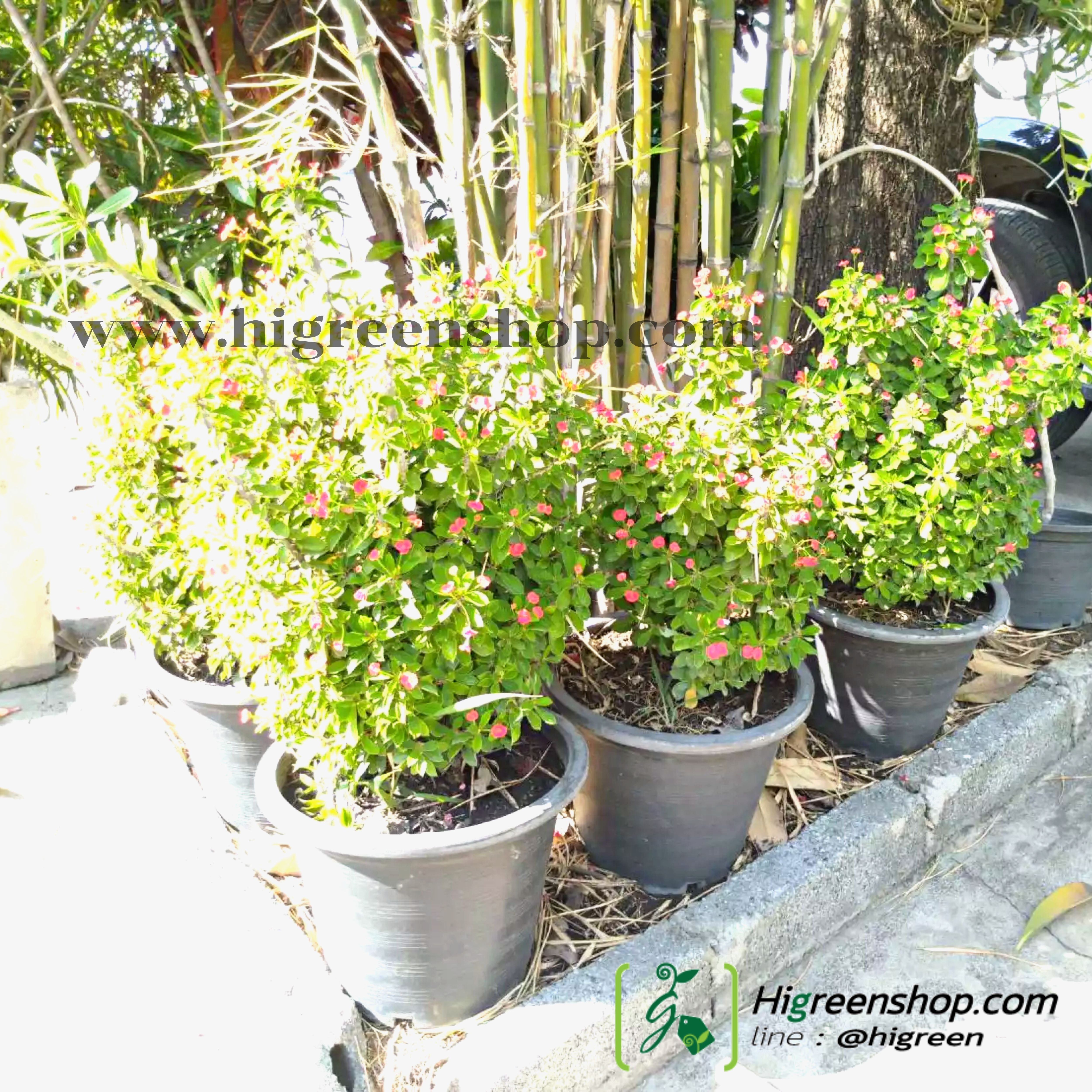 Aกระถางดำ ขนาด 6 นิ้ว 1000 ใบ / กระสอบ