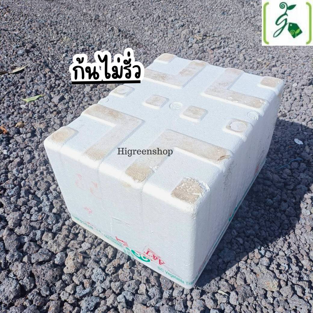 กล่องโฟมมือ 2 กล่องเปล่า กล่องปลา (สูง 35 cm.) กล่องปลูกผักไฮโดรโปนิกส์ เจาะรูฟรี + แถมถุงรองลัง เจาะรูสลัด 8 ต้น หรือผักไทย 20 ต้น เลือกได้ เซต 10 ลัง