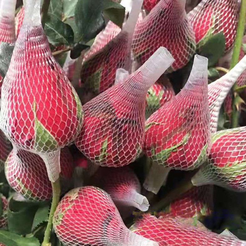 ใหม่!!! ตาข่ายห่อกุหลาบ แบบใส ไม่เปื่อยยุ่ย คนทำสวนกุหลาบนิยมใช้มาก เนื้อบางเบา กันกระแทกขั้นสุด ตาข่ายโฟมห่อดอกกุหลาบ แบบใส ตาข่ายห่อมะยงชิด เพื่อคงรูปทรงให้สวย ไม่เสียหายระหว่างขนส่ง จำนวน 1 กก.