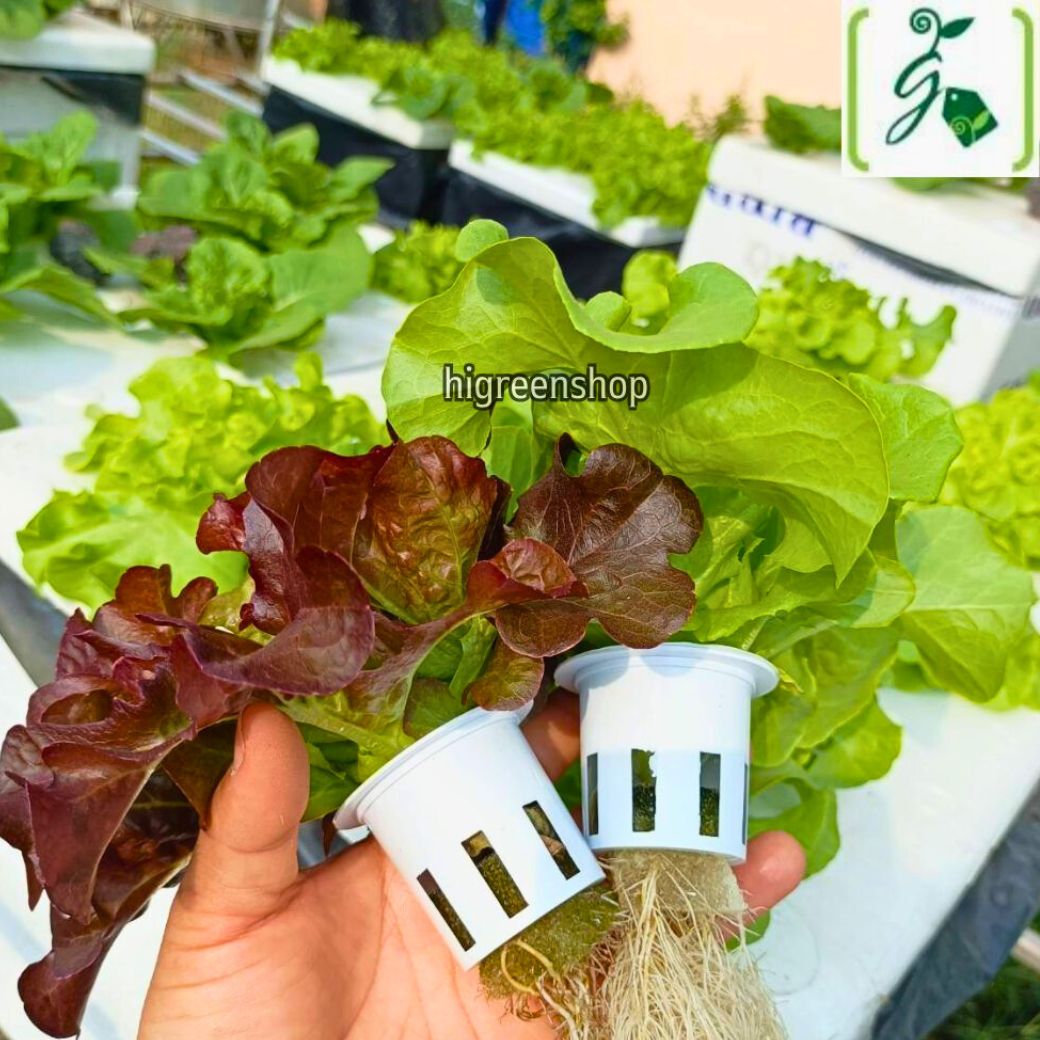 ถ้วยปลูกสีขาว 100 ใบ (ใช้ซ้ำ) เกรด A รุ่นใหม่