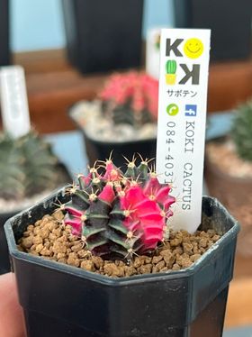 ป้าย Tag แท็กพลาสติกปักต้นไม้