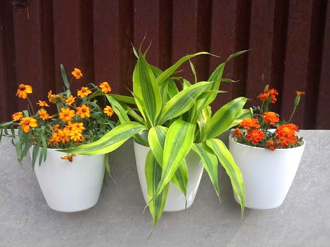 กระถางสีขาว แบบแขวน 1 ใบ