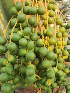 ถุงห่ออินทผลัม ถุงห่อจั่นผลอินทผลัม ถุงกระดาษห่ออินทผลัม ใช้ห่อผลไม้ขนาดใหญ่ เป็นเครือ อาทิ อินทผลัมกลาง กล้วยหอม ขนุน เพื่อป้องกันโรค แมลง และทำให้ผิวสวย