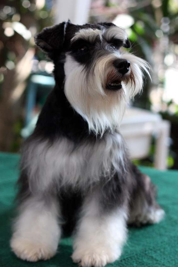 โอเลี้ยง (Miniature Schnauzer)