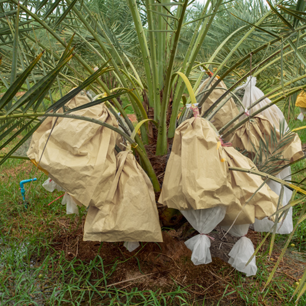 กระดาษห่ออินทผาลัม กล้วย ผลไม้ กันน้ำ กันแมลง ศัตรูพืชรบกวน แผ่นใหญ่ สามารถปรับเปลี่ยนไซส์ขนาดของถุงห่ออินทผาลัมได้ตามความต้องการ 20 แผ่น