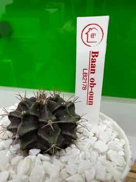 ป้าย Tag แท็กพลาสติกปักต้นไม้