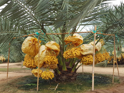 ถุงห่ออินทผลัม ถุงห่อจั่นผลอินทผลัม ถุงกระดาษห่ออินทผลัม ใช้ห่อผลไม้ขนาดใหญ่ เป็นเครือ อาทิ อินทผลัมกลาง กล้วยหอม ขนุน เพื่อป้องกันโรค แมลง และทำให้ผิวสวย