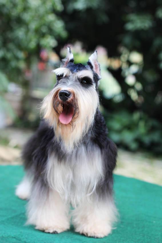 ติ๊ดตี่ (Miniature Schnauzer)