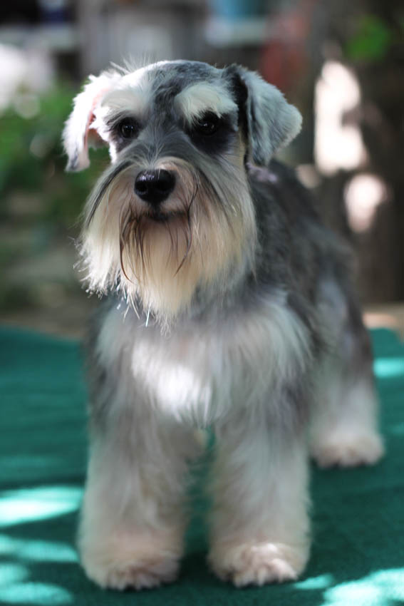 ถั่วงอก (Miniature Schnauzer)