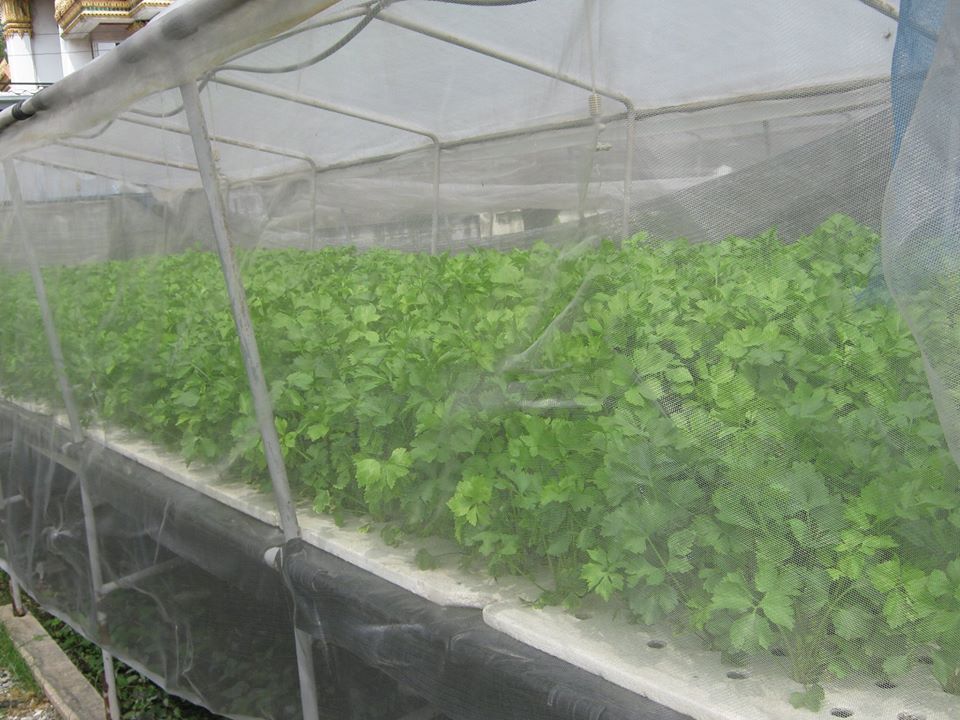 (ตัดสำเร็จพร้อมจำหน่าย) พลาสติกใส พลาสติกดำ มุ้ง สแลนด์ หน้ากว้าง 2/3/4/5/6/7 เมตร เลือกได้ตามต้องการ