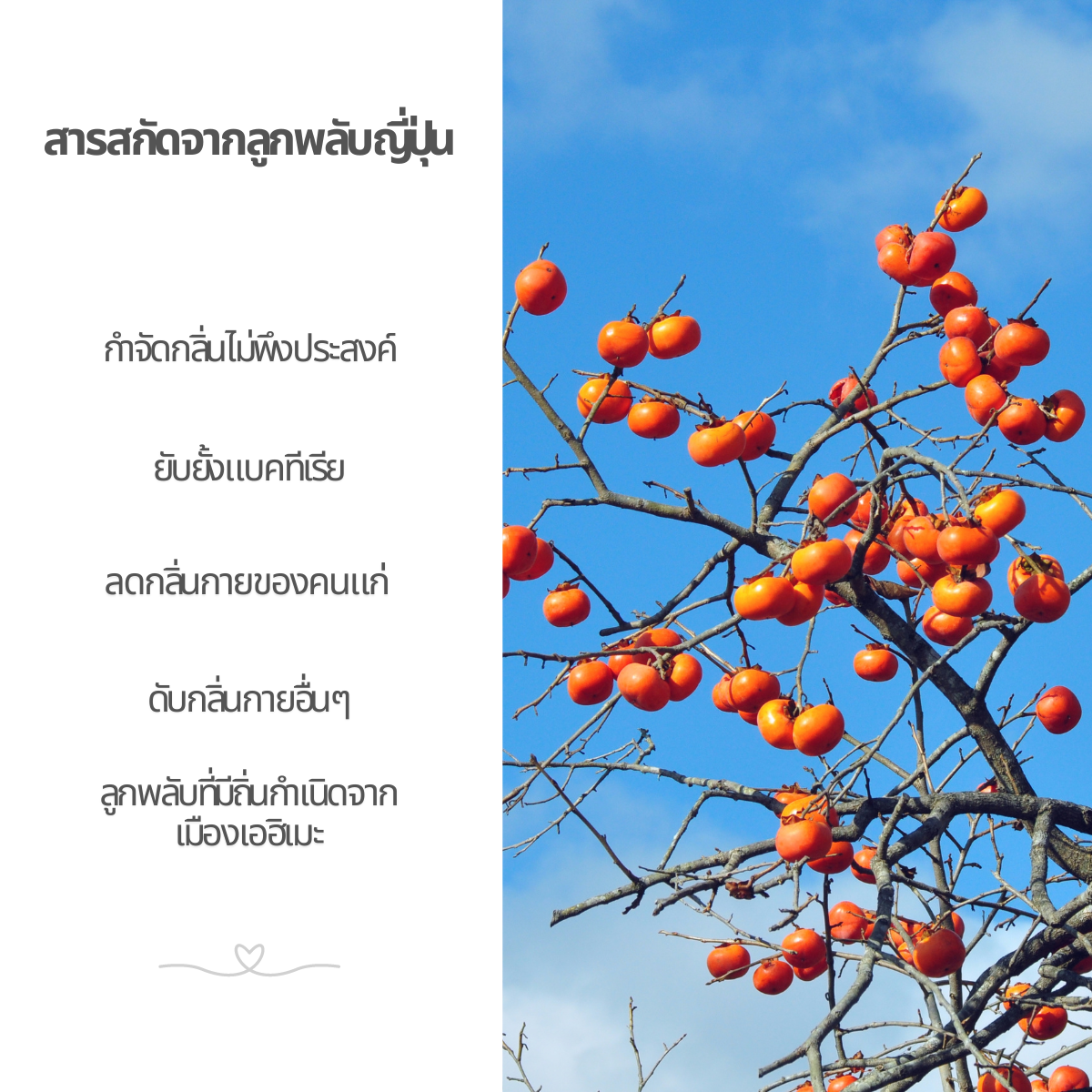 แชมพู ลดกลิ่นคนแก่ บนหนังศีรษะ หลังใบหู กลิ่นติดหมอน กำจัดทุกกลิ่น ทุกวัย จากลูกพลับญี่ปุ่น pH5 - บาลานซี่ 30+