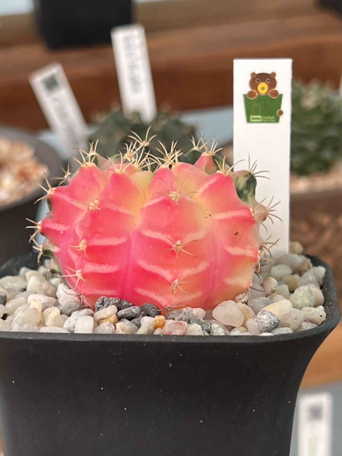 ป้าย Tag แท็กพลาสติกปักต้นไม้