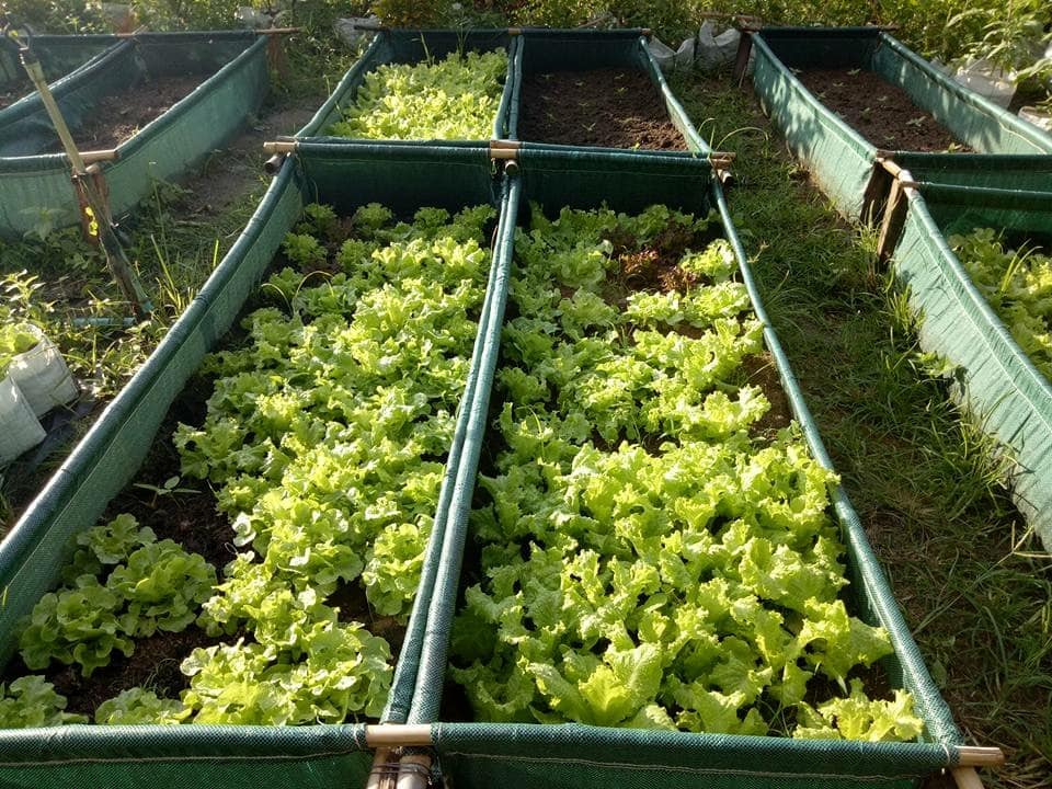 ถุงปลูกกะบะแสนดี ขนาด 60x200x30 ซ.ม. จำนวน 1ใบ (ไม่รวมโครงสร้างท่อPVC)