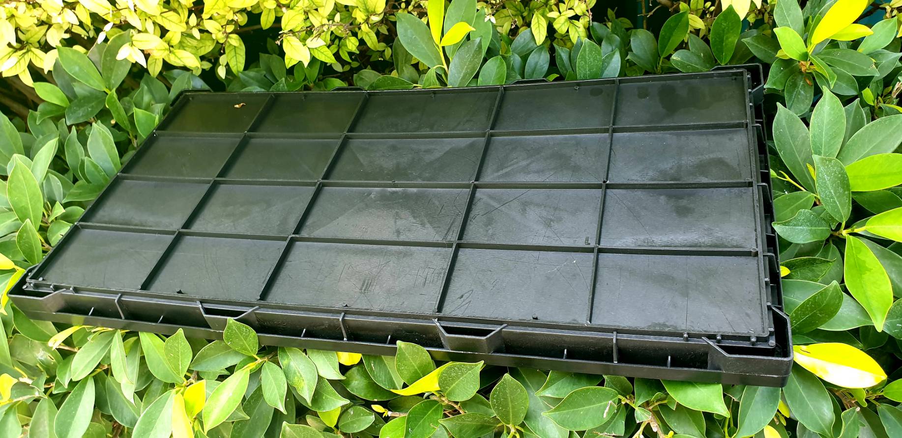 ถาดเพาะต้นอ่อนทานตะวันแบบ ไม่มีรู จำนวน 2 ถาด