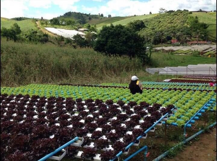 ชุดปลูก NFTไม่มีหลังคา-25 รางเปิด (หนา) 5 เส้น ยาว 1 เมตร ไม่มีหลังคา สามารถปลูกผักสลัดได้ 23 ต้น