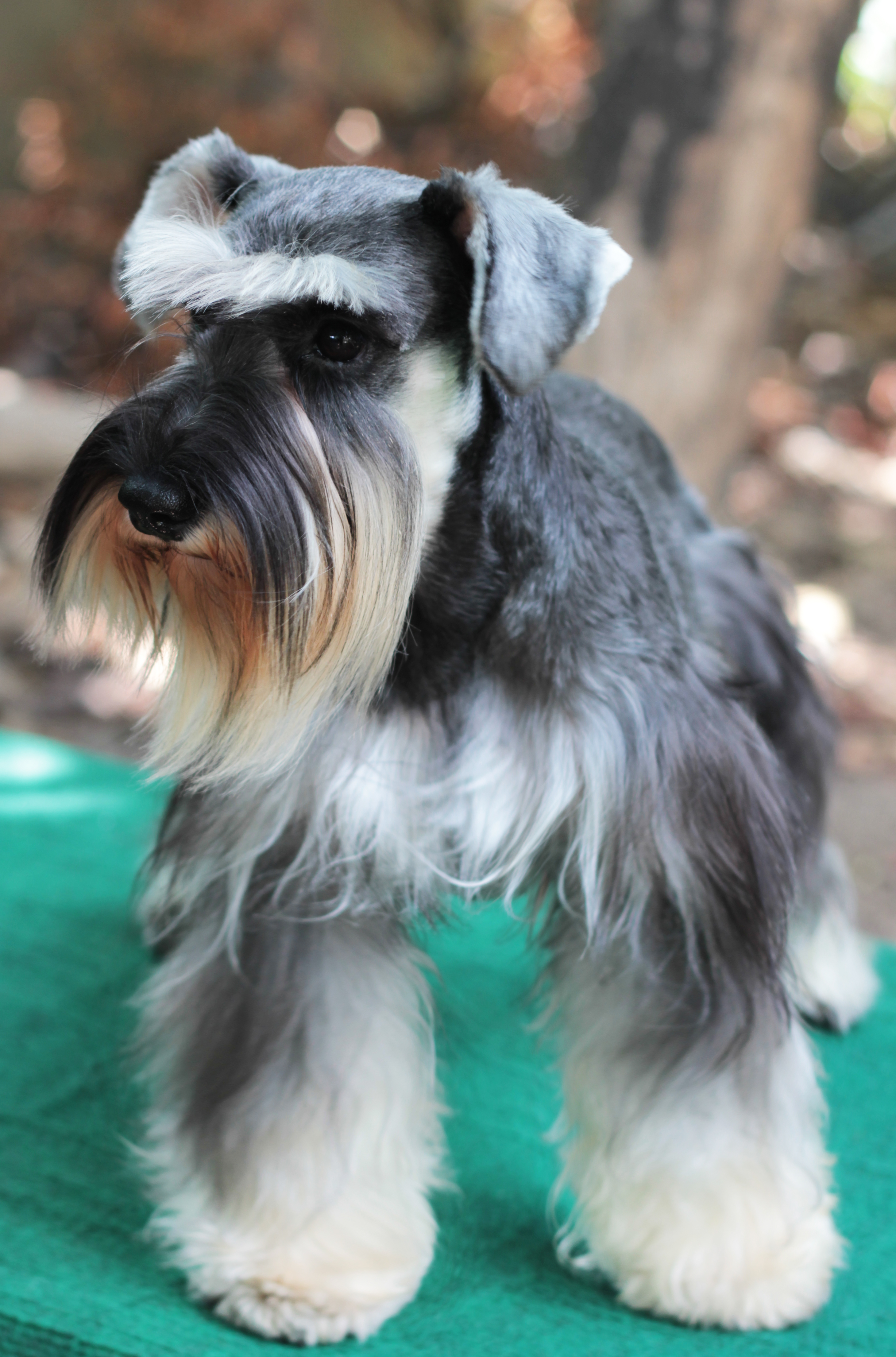 น้ำตาล (Miniature Schnauzer)