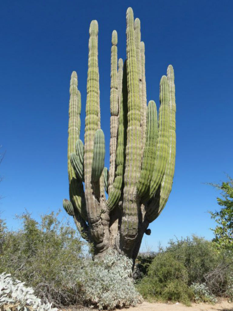 เมล็ด Pachycereus pringlei (Mexican Giant Cardon) (10 seeds)