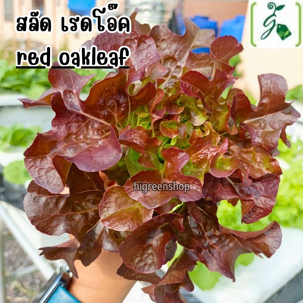 กล่องโฟมมือ 1 กล่องเปล่า กล่องกุ้ง กล่องปลูกผักไฮโดรโปนิกส์ เจาะรูฟรี เจาะรูสลัด 5 / 6 / 8 ต้น หรือผักไทย 15 ต้น เลือกได้ / เซต 10 ลัง