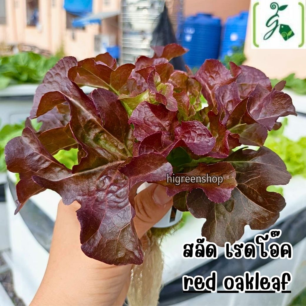 กล่องโฟมมือ 1 กล่องเปล่า กล่องกุ้ง กล่องปลูกผักไฮโดรโปนิกส์ เจาะรูฟรี เจาะรูสลัด 5 / 6 / 8 ต้น หรือผักไทย 15 ต้น เลือกได้ / เซต 10 ลัง