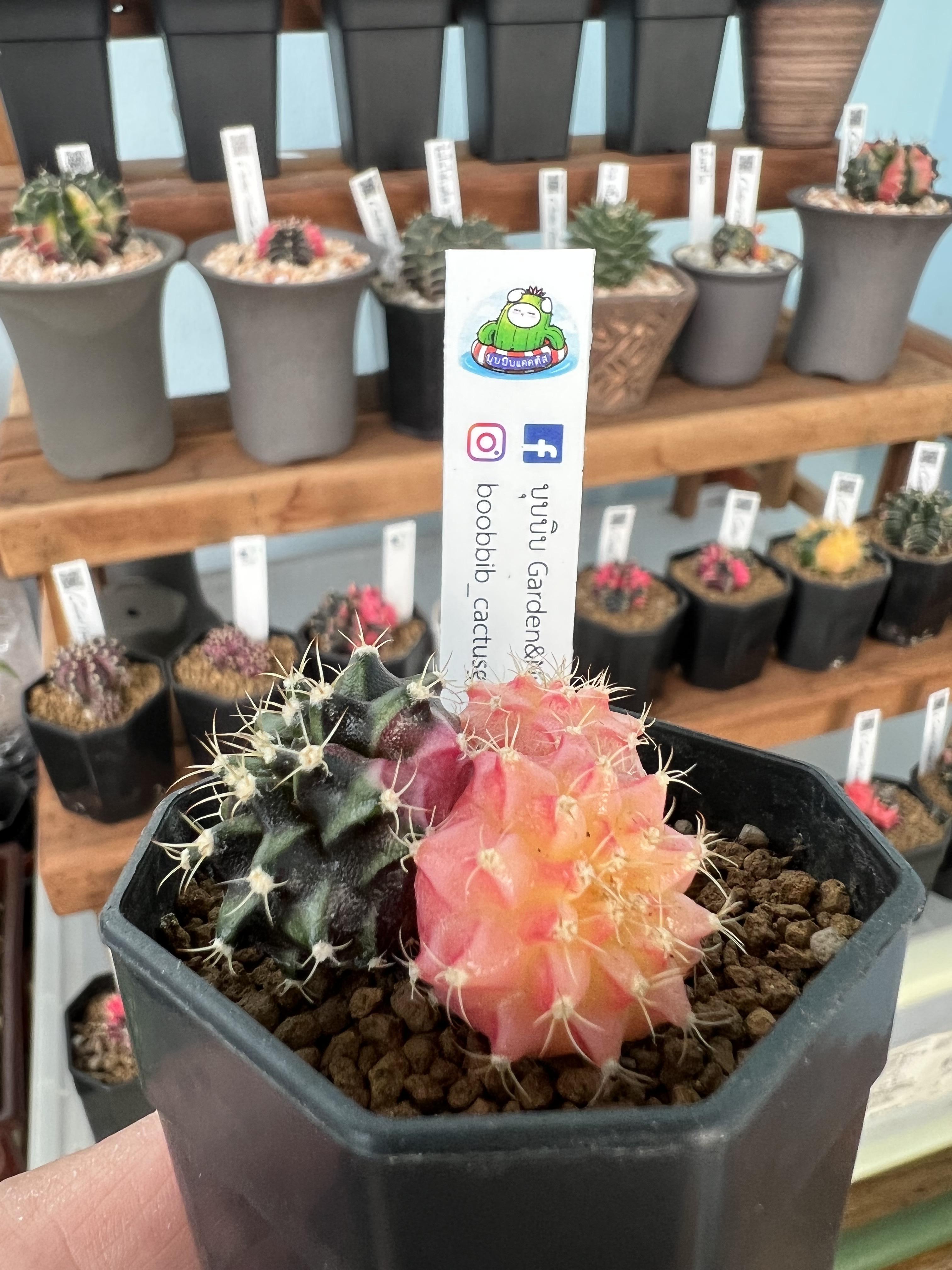 ป้าย Tag แท็กพลาสติกปักต้นไม้