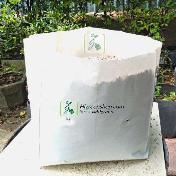 ถุงเพาะชำสีขาว ขนาด 8x13 นิ้ว 1กก. ไม่เจาะรู